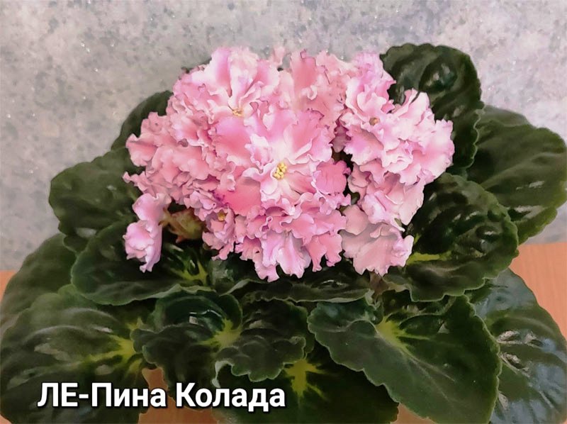 ЛЕ-Пина Колада