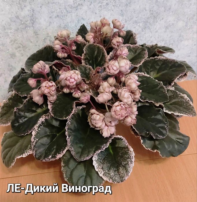 ЛЕ-Дикий Виноград