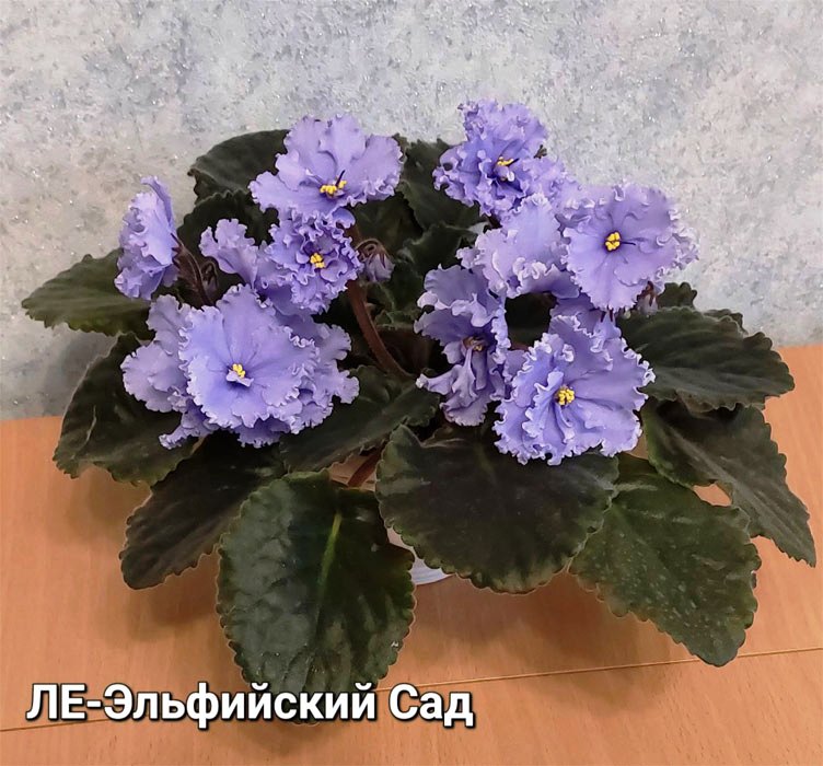 ЛЕ-Эльфийский Сад