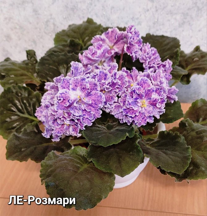 ЛЕ-Розмари