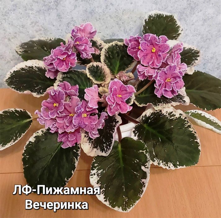 ЛФ-Пижамная Вечеринка