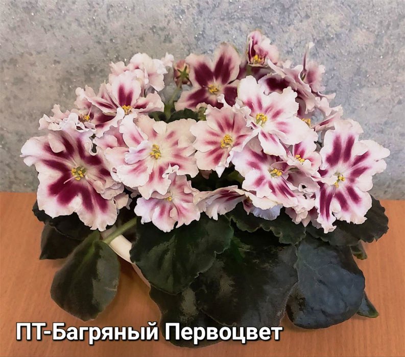 ПТ-Багряный Первоцвет