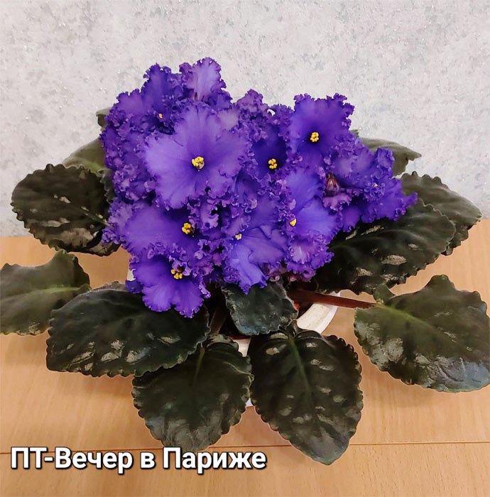 ПТ-Вечер в Париже