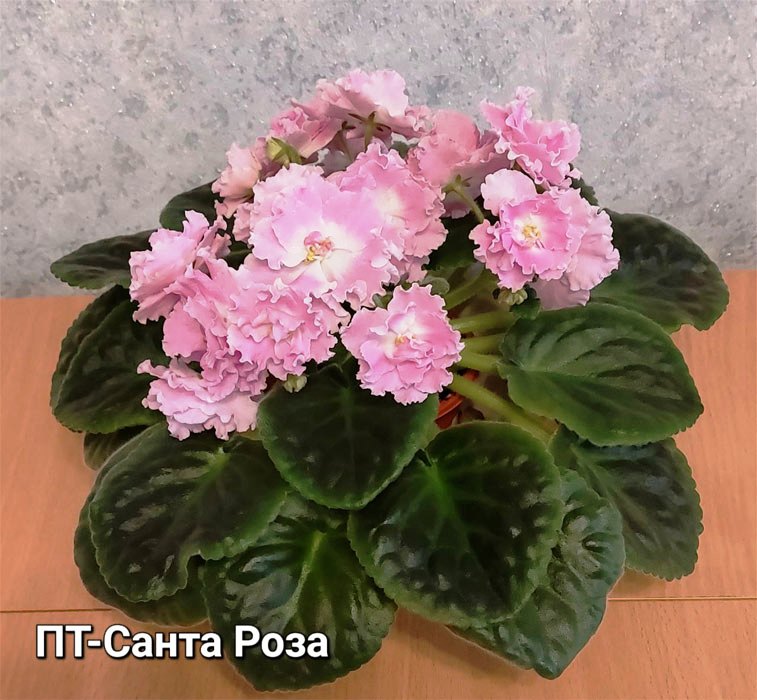 ПТ-Санта Роза