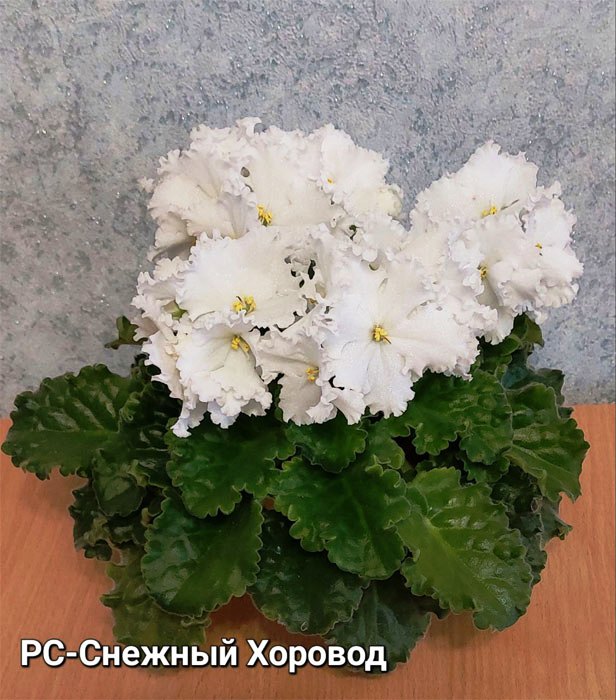 РС-Снежный Хоровод