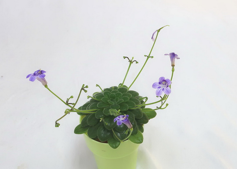Примулина petrocosmeoides  М.Нестерова.JPG