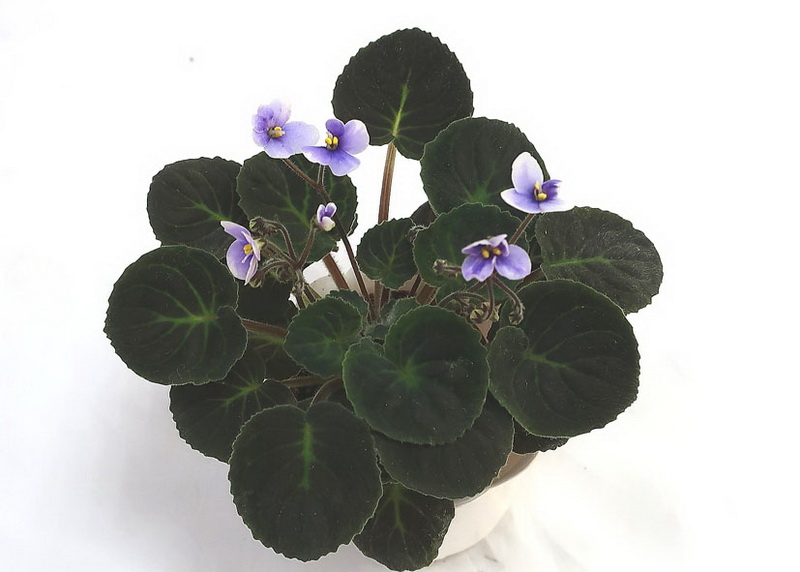 S.ionanthus subsp. Velutinus lite  Н.Старостенко.JPG