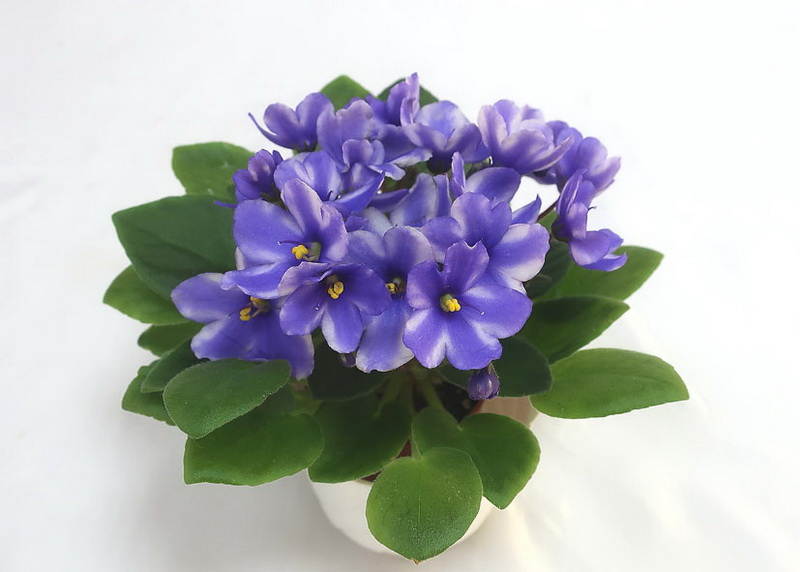 Star Snowdrops  Н.Старостенко.JPG