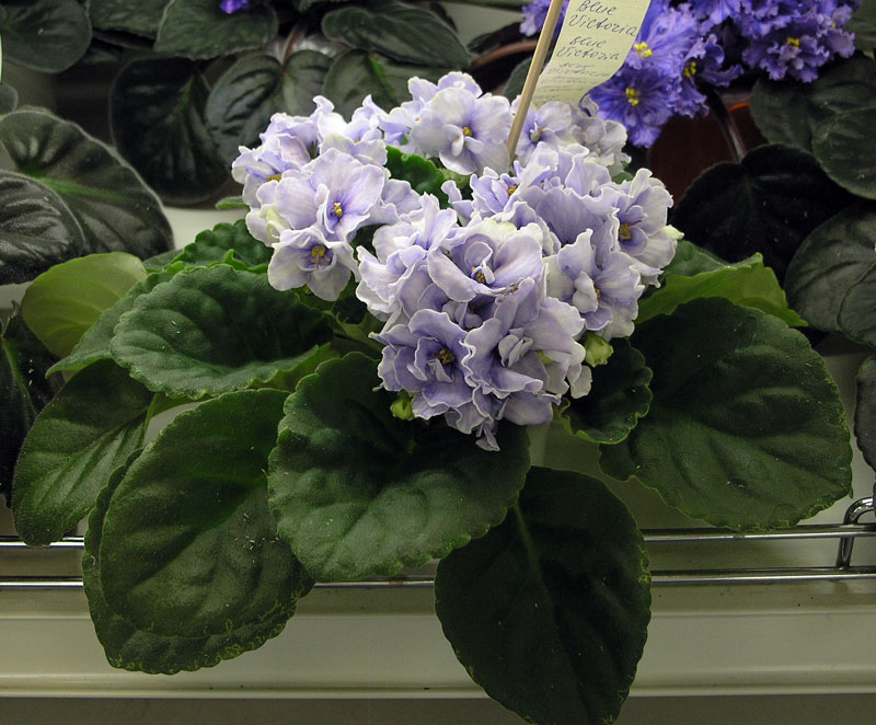 Blue Victoria