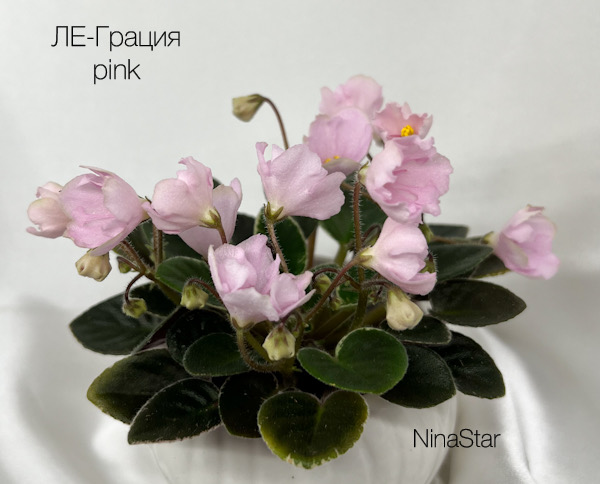 ЛЕ-Грация pink