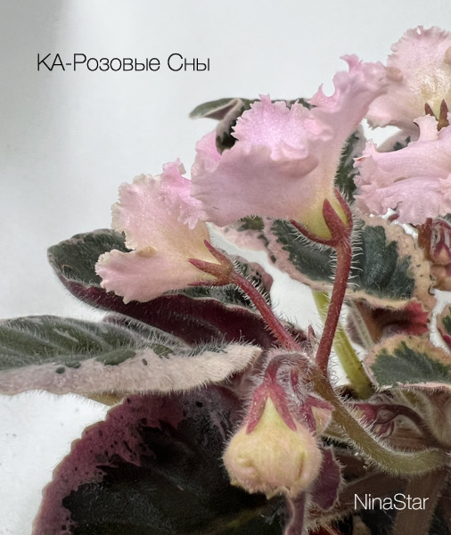 КА-РозовыеСны