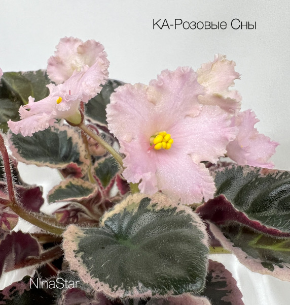 КА-РозовыеСны