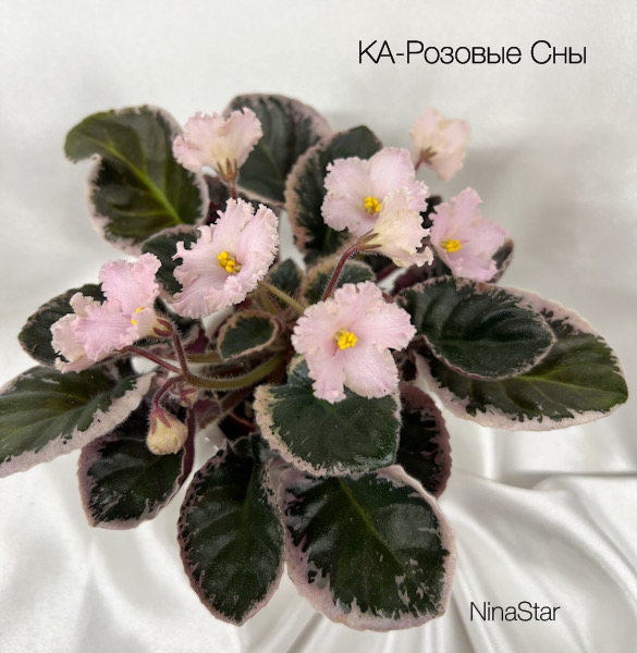 КА-РозовыеСны