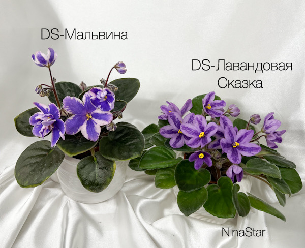 DS-Мальвина и DS-Лавандовая Сказка