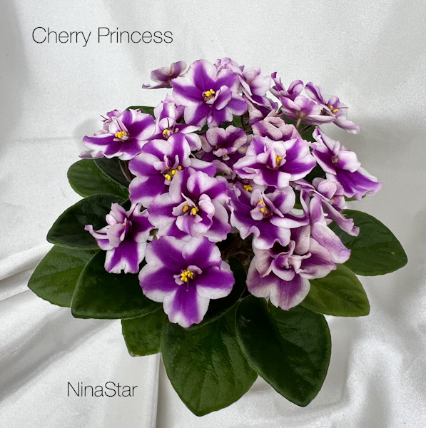 Cherry Princess