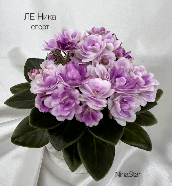 ЛЕ-Ника спорт