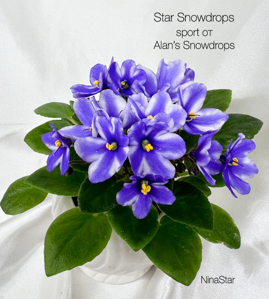 Star Snowdrops
