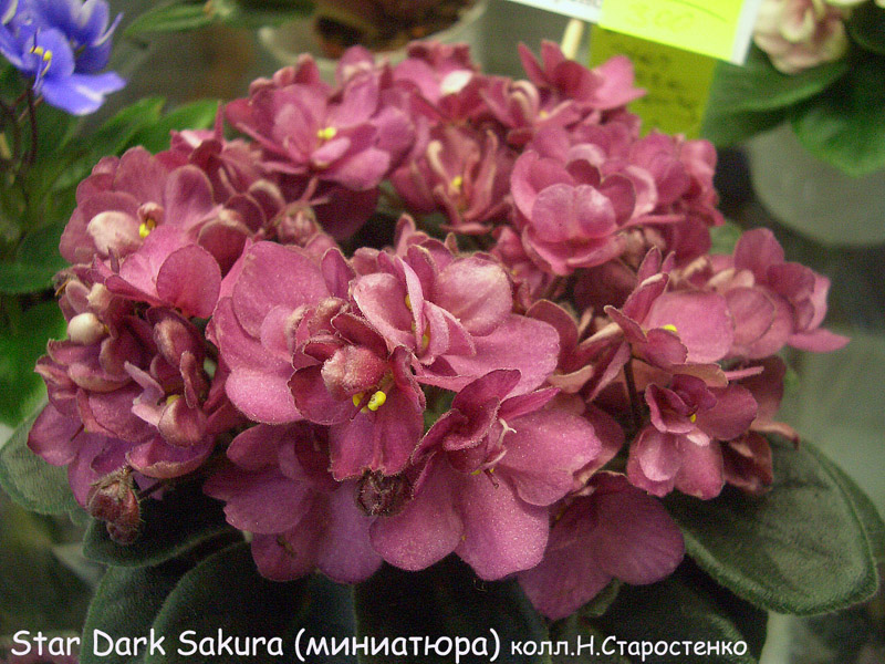 Star Dark Sakura Н.Старостенко.jpg