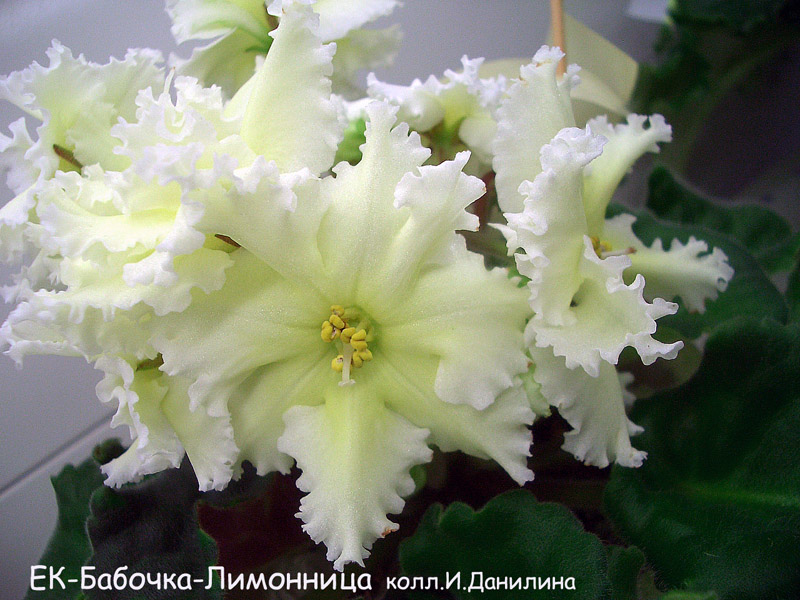ЕК-Бабочка Лимонница  И.Данилина.jpg