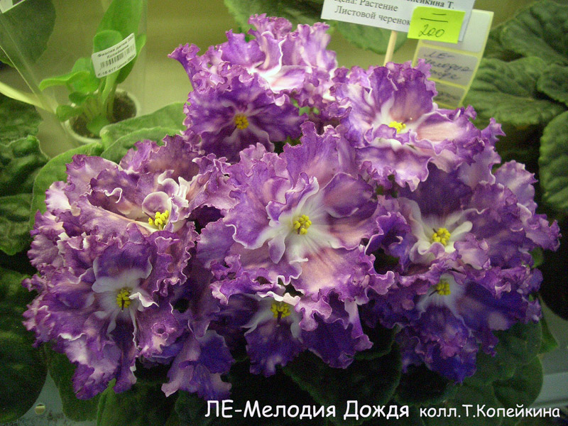 ЛЕ-Мелодия Дождя Т.Копейкина.jpg