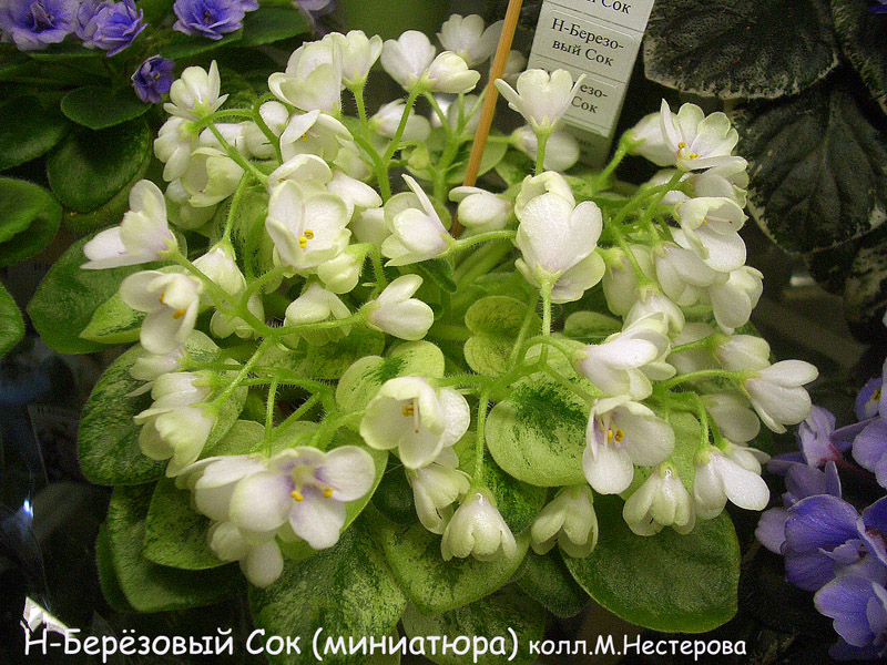 Н-Берёзовый Сок М.Нестерова.jpg