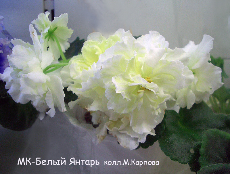 МК-Белый Янтарь  М.Карпова.jpg