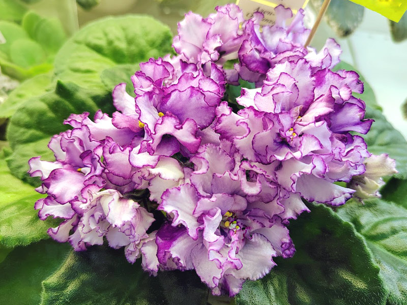 Ален-Organza Purpur (Плессер).jpg