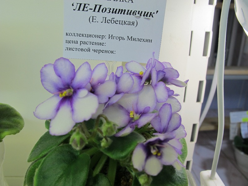 ЛЕ-Позитивчик (кол.Милехин).JPG