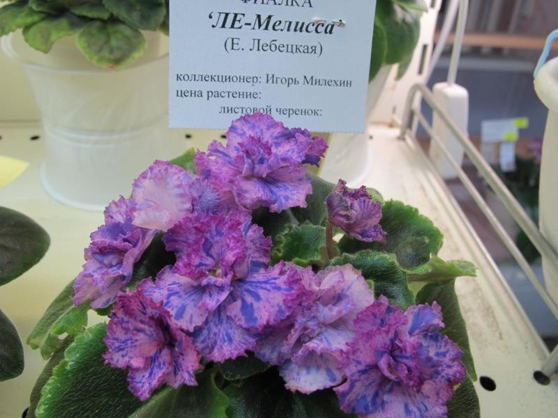 ЛЕ-Мелисса (кол.Милехин).JPG
