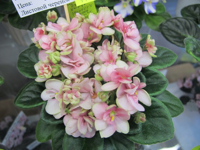 Hunters Sweet Sakura (кол. Старостенко).JPG