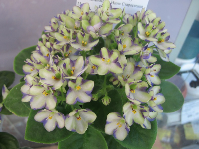 Star Froggie (кол. Старостенко).JPG