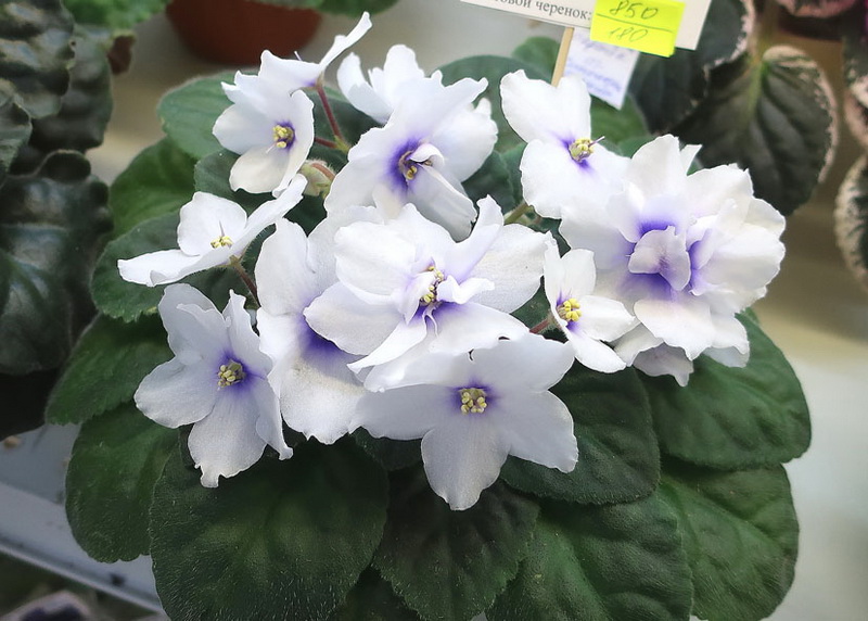Карпова ПТ-Синеглазый Паренёк.jpg