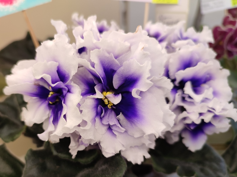 Копейкина Dn-Royal Blue.jpg