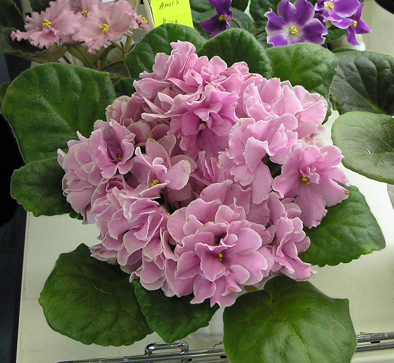 Pink Amiss