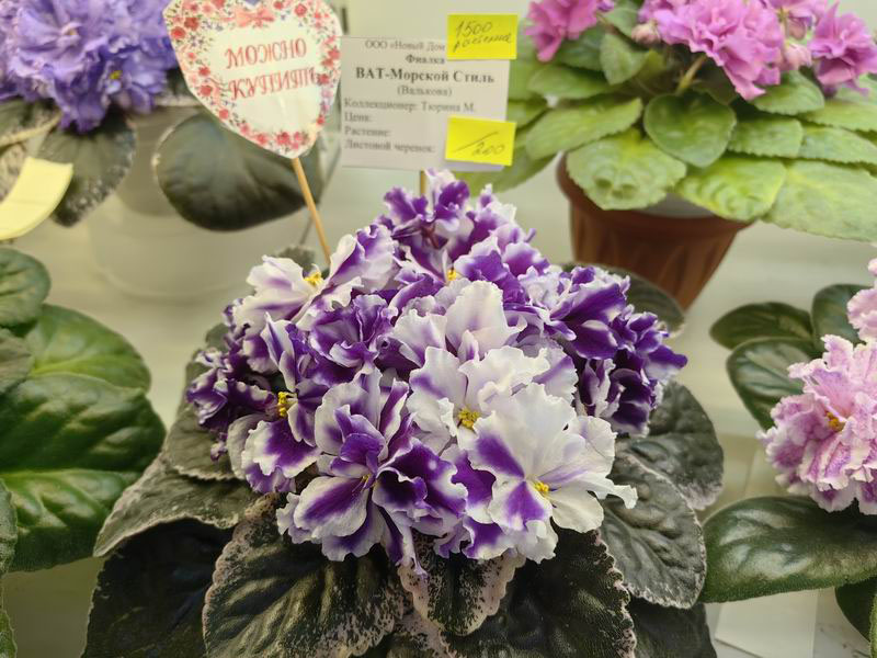 ВаТ-Морской Стиль Тюрина.jpg