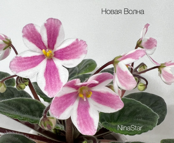 Новая Волна