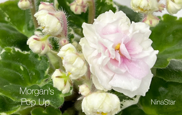 Morgan’s Pop Up