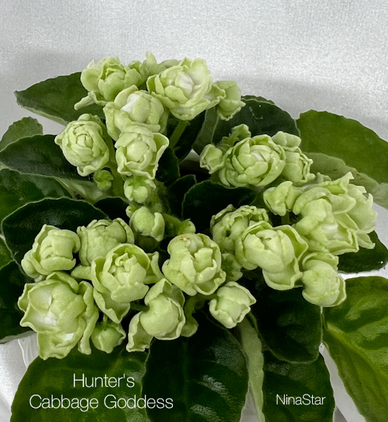 Hunter's Cabbage Goddess