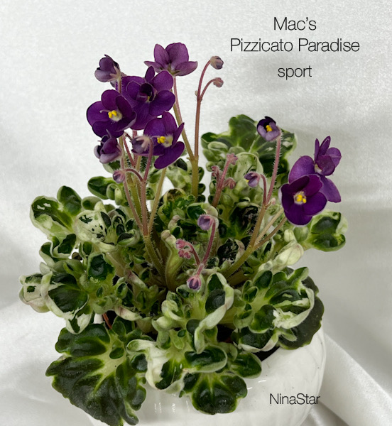 Mac’s Pizzicato Paradise sport