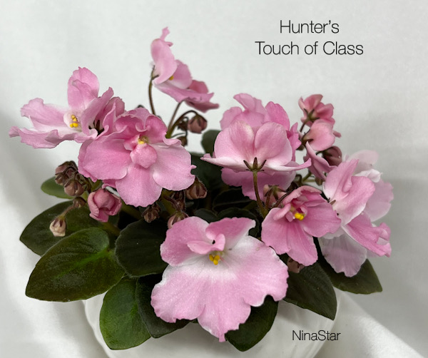 Hunter’s Touch of Class