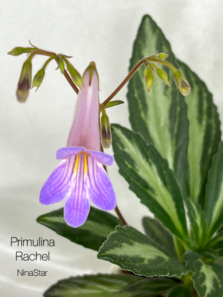 Primulina Rache