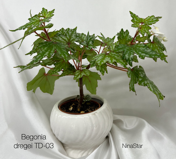 Begonia dregei TD-03