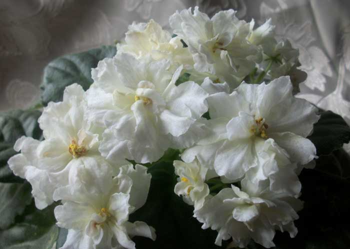Lemon Kisses (S.Sorano)