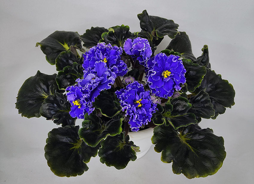 ЛФ-Небо-на-Ладони.jpg