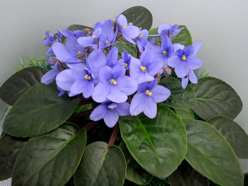 Tina`s April Fantasy Blue.JPG