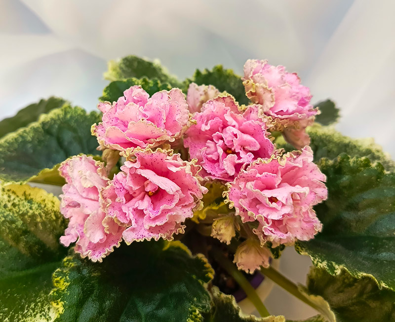 лф_моя_любовь.jpg