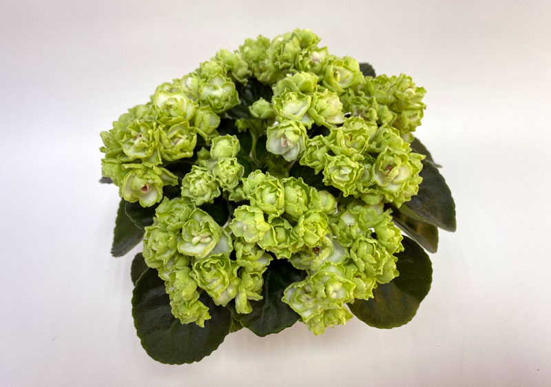 Hunter's-Cabbage-Goddess.jpg