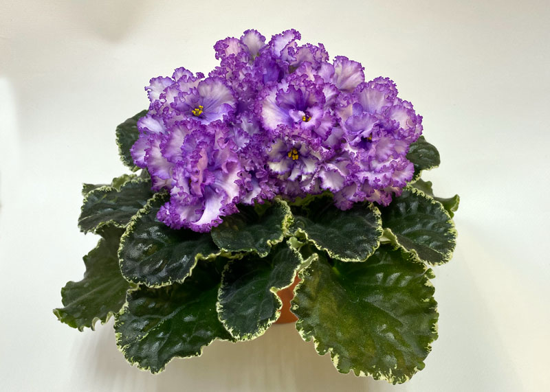 КО-Северное-Море.jpg