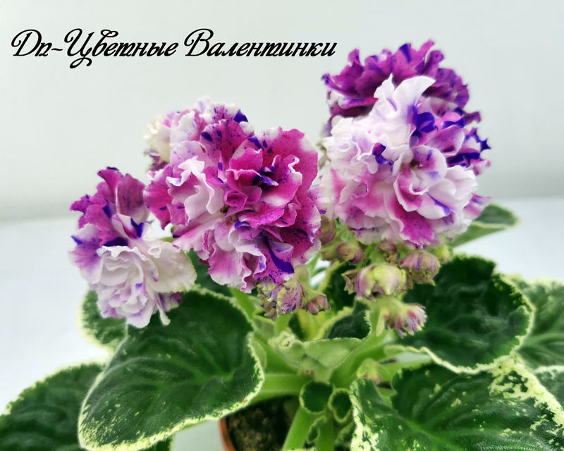 Dn-Цветные-Валентинки.jpg