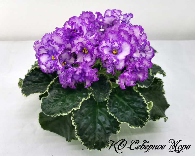 КО-Северное-Море.jpg
